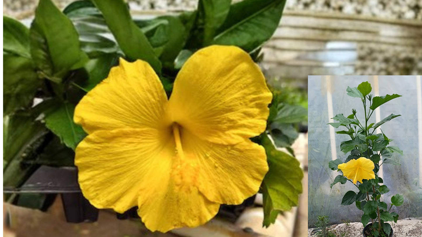 Yellow Hibiscus Tree Live Plant – 1 Gallon Pot