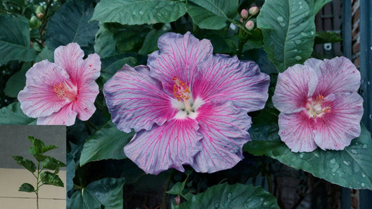 Stargazer Tropical Hibiscus Live Plant – 4.5-Inch Pot