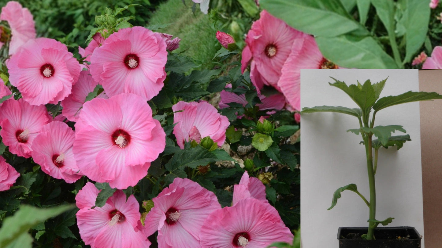 Airbrush Effect Hardy Hibiscus Live Plant – 2.5" Pot – Pink Ruffle