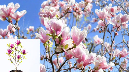 Ann Magnolia Tree Live Plant 1 Gallon Pot – Magnolia 'Ann'