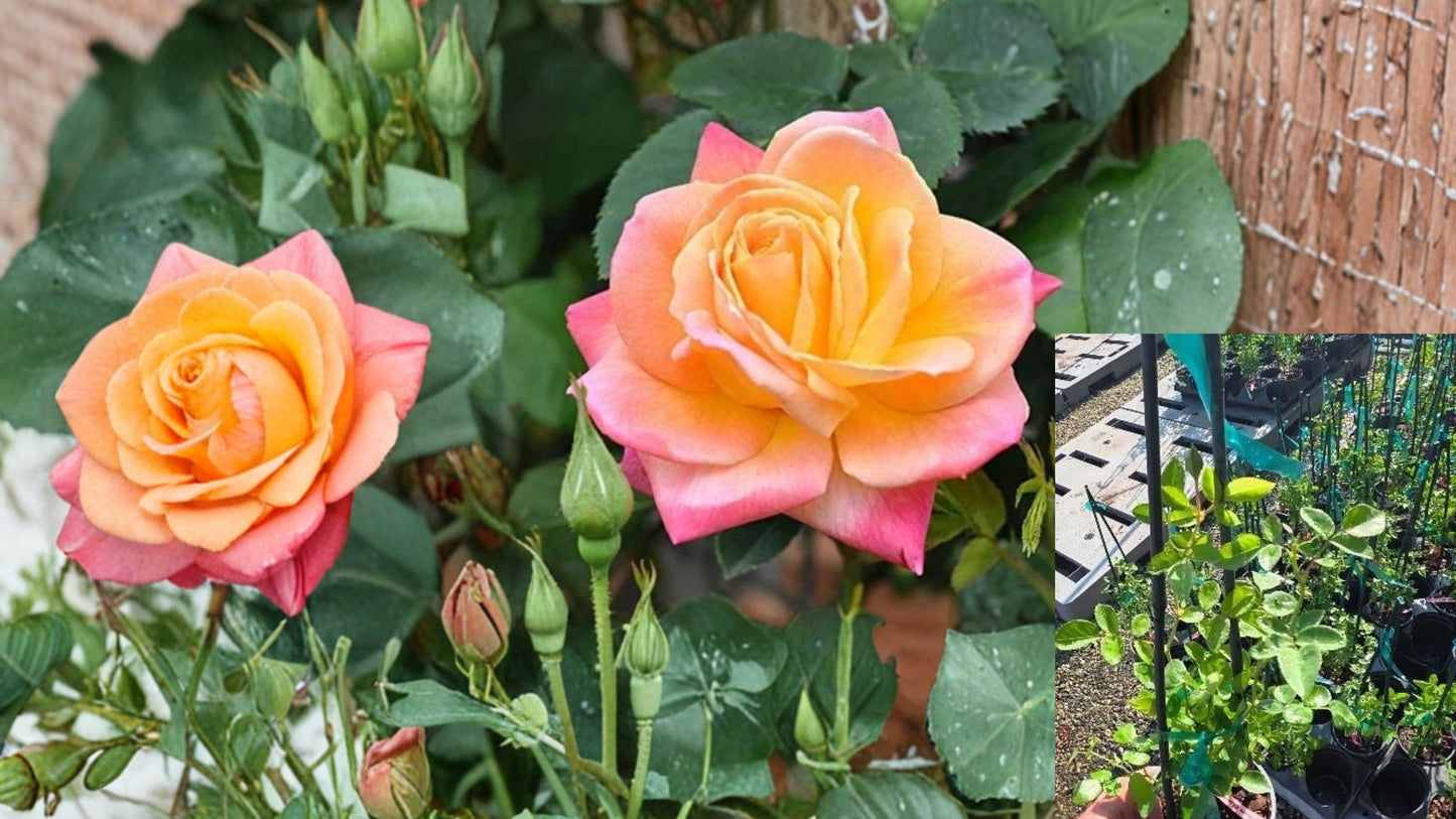 Joseph’s Coat Climbing Rose Live Plant – 1 QT – Repeat Blooms