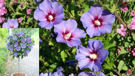 Purple Rose of Sharon Live Plant – Quart Pot – Hibiscus syriacus