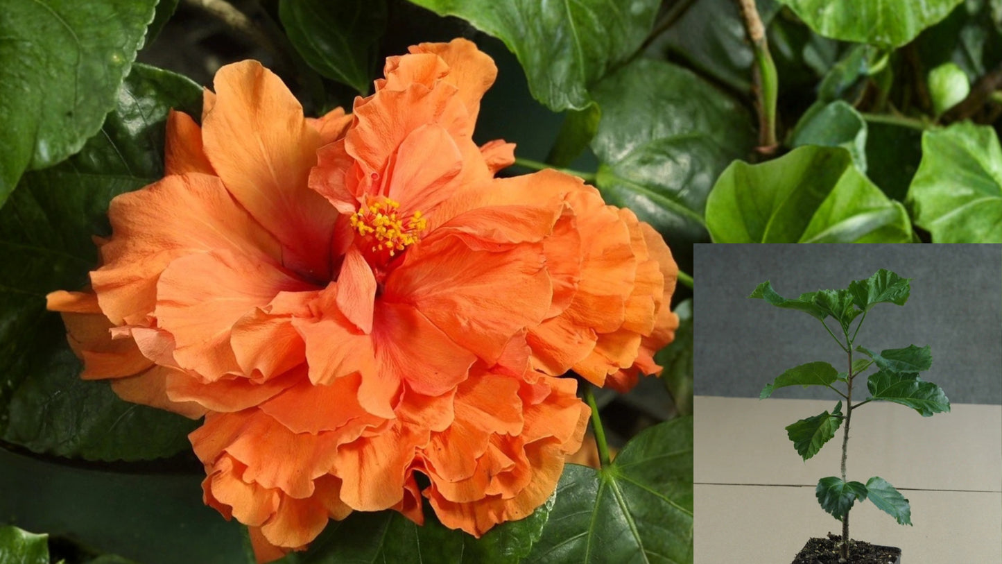 Holly's Pride Tropical Hibiscus Live Plant – 4.5-Inch Pot