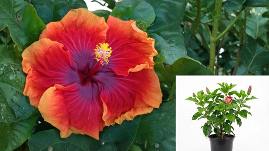 Hibiscus Imperial Dragon Live Plant – 4-Inch Pot – Hibiscus rosa-sinensis