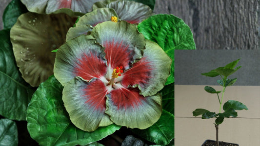 Infinity Tropical Hibiscus Live Plant – 4.5-Inch Pot