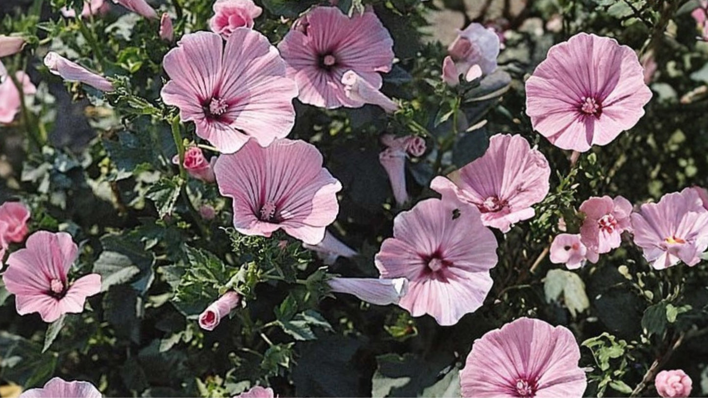 Rose Mallow Live Plant – 20+ Inch Tall – Hibiscus moscheutos