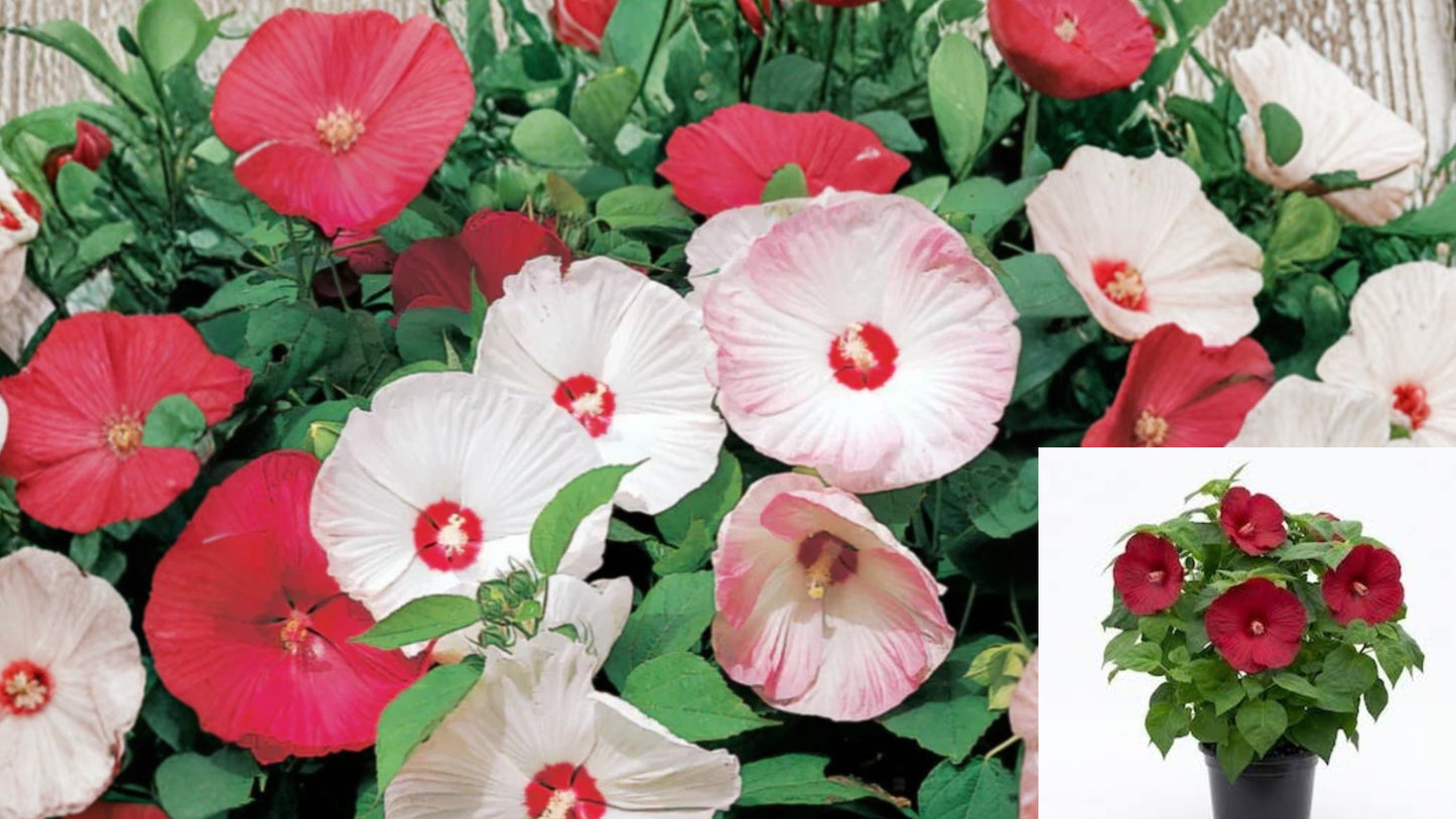 Hibiscus Luna Mix Live Plant – 4–6 Inch Tall – Hibiscus moscheutos