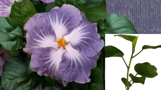 Hibiscus Cajun Color BlackBerry Jam Live Starter Plant