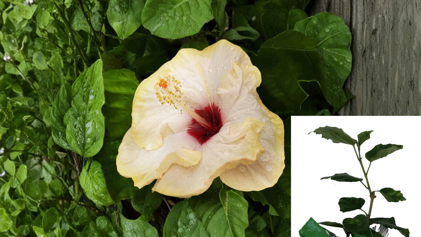 Stolen Kiss Tropical Exotic Hibiscus Live Plant – Hibiscus rosa-sinensis