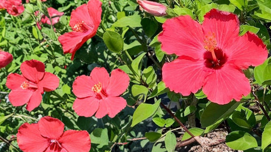 1 Red Althea Rose of Sharon Starter Plant 12–24 Inches – Hibiscus syriacus