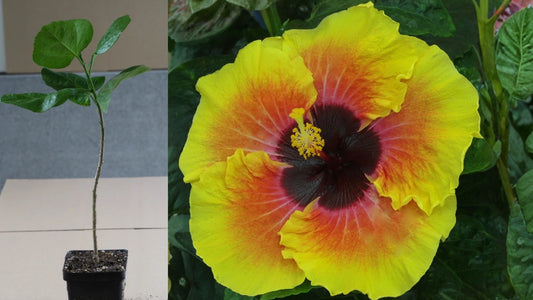Tahitian Solar Fire Tropical Hibiscus Live Plant – 4.5 Inch Pot