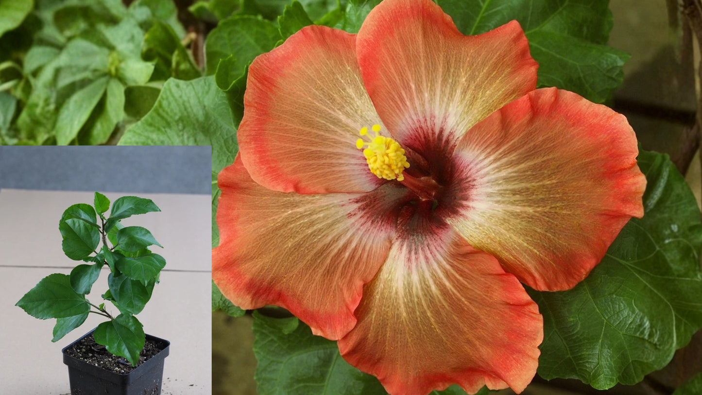 Tahitian Brown Star Tropical Hibiscus – 4.5" Pot – Hibiscus rosa-sinensis