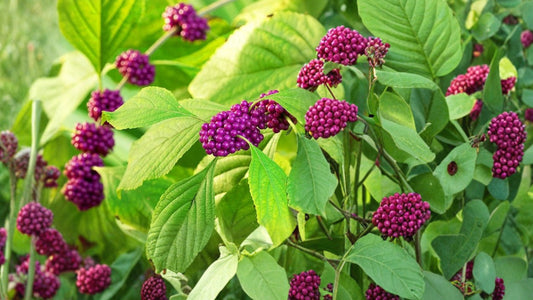 American Beautyberry Live Plant – 1 Gallon Fully Rooted – Callicarpa americana