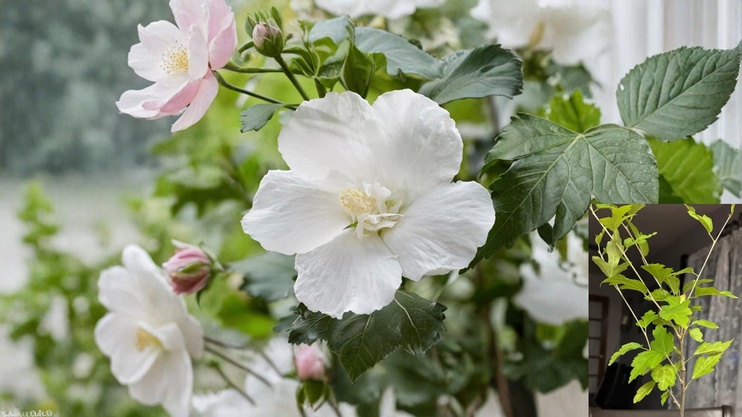 Diana Rose of Sharon Live Plant – Quart Pot – Hibiscus syriacus