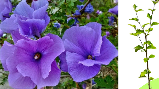 Alyogyne huegelii Blue Hibiscus Live Well-Rooted Starter Plant