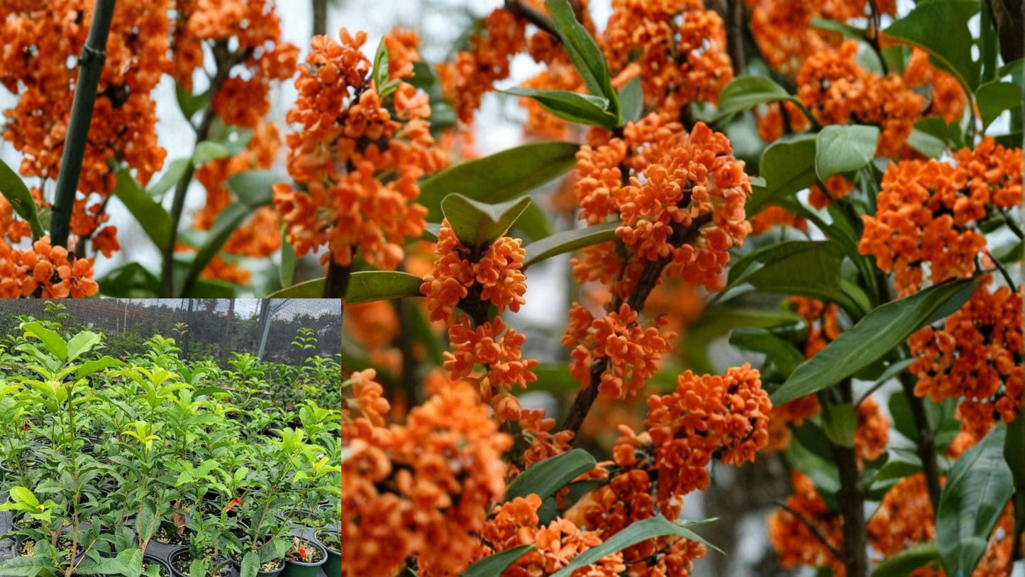 Orange Flowering Fragrant Tea Olive Live Plant 1 Qt – Osmanthus fragrans var. aurantiacus