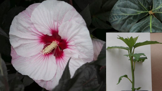 Perfect Storm Hardy Hibiscus Live Plant – Large Flowers
