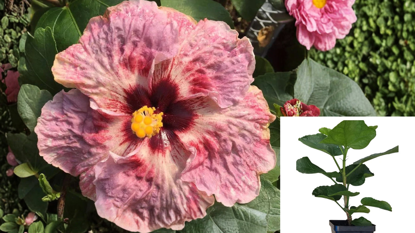 Cajun Color Fire and Ice Hibiscus Live Plant – 4 Inch Pot