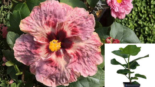 Cajun Color Fire and Ice Hibiscus Live Plant – 4 Inch Pot