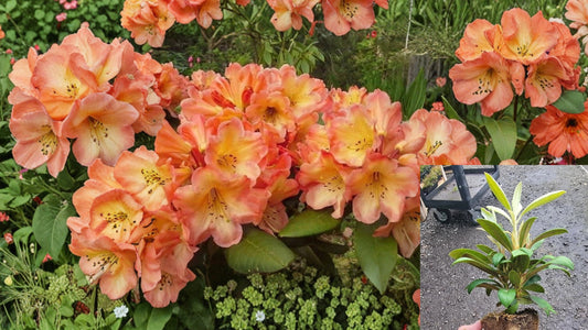 Honey Butter Rhododendron Live Starter Plant – Rhododendron