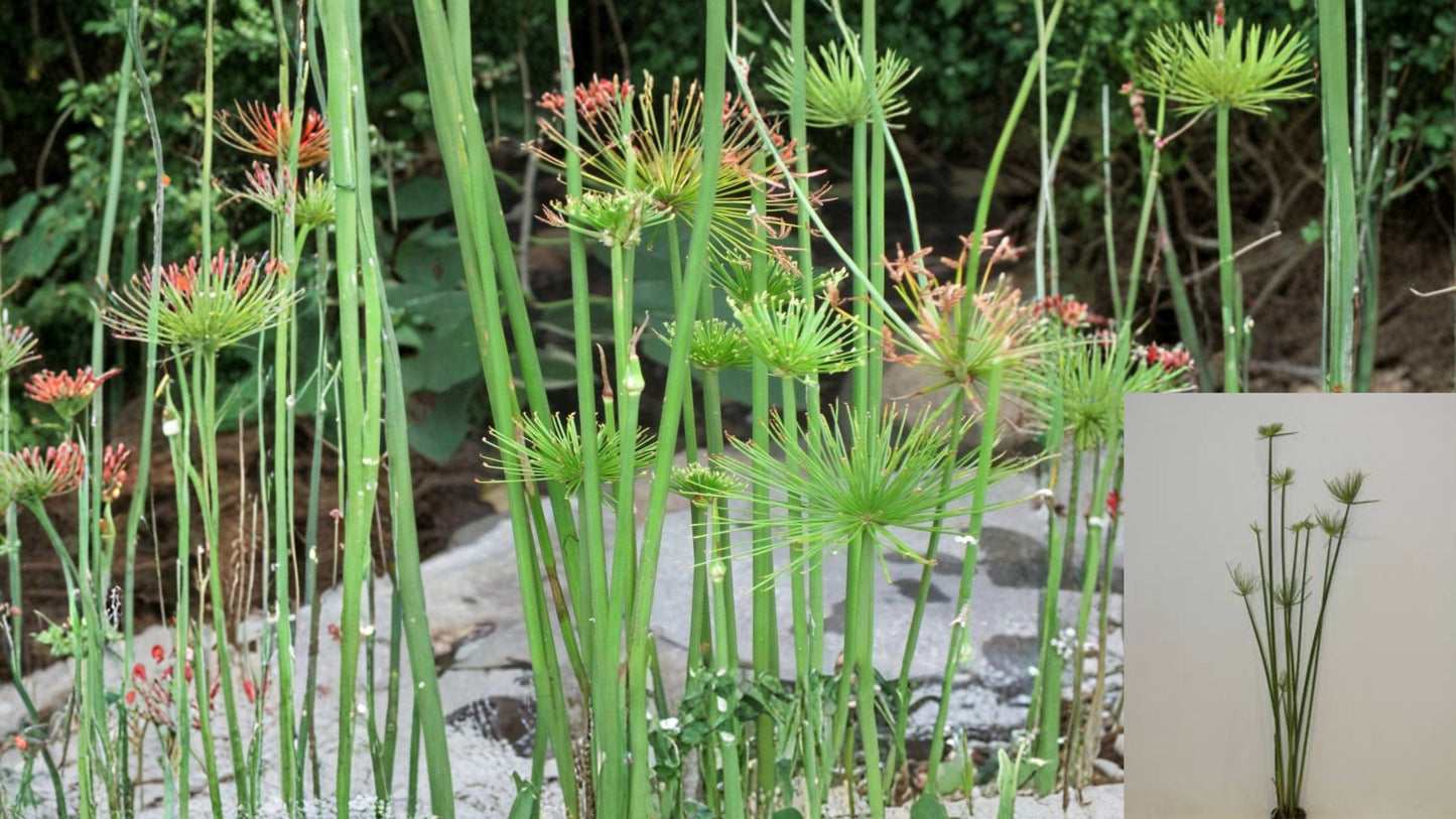 Dwarf Papyrus Live Aquatic Plant – Tropical Marginal Pond Plant