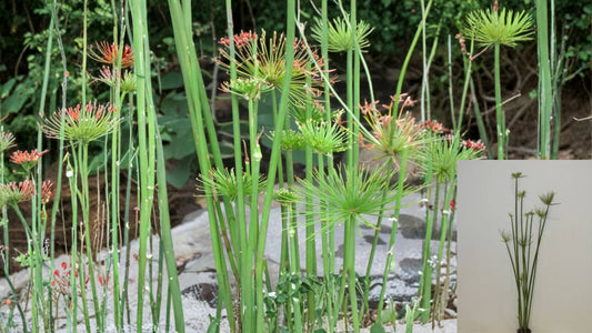 Dwarf Papyrus Live Aquatic Plant – Tropical Marginal Pond Plant