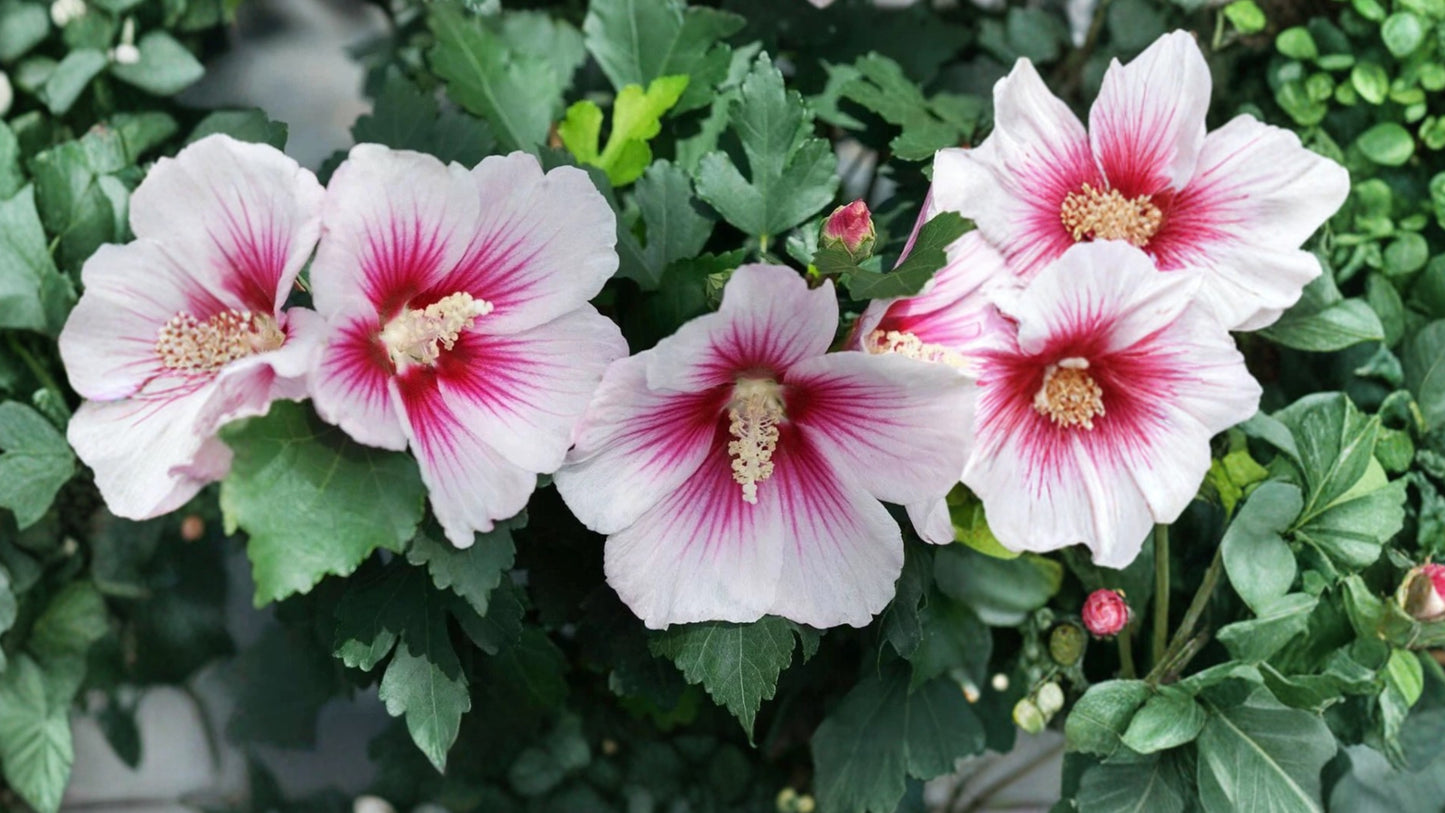 Paraplu Pink Ink Rose of Sharon Live Plant 4 Inch Pot – Hibiscus syriacus