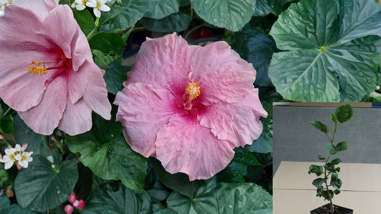 Pink Elephant Tropical Hibiscus Live Plant – 4.5-Inch Pot