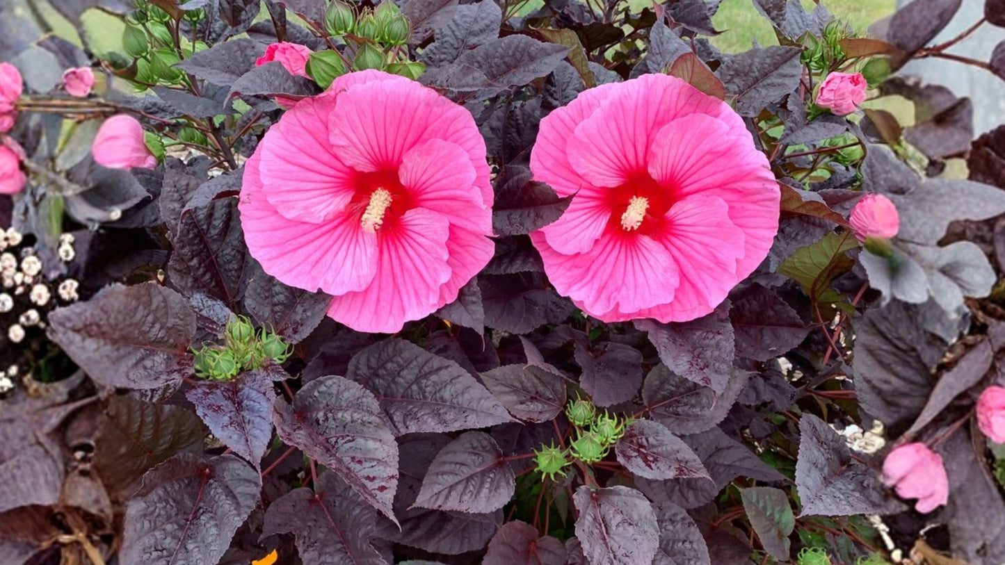 Edge of Night Pink Hardy Hibiscus Live Potted Plant – 2.5 Inch Pot