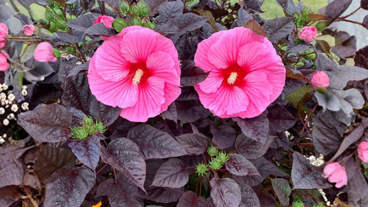 Edge of Night Pink Hardy Hibiscus Live Potted Plant – 2.5 Inch Pot