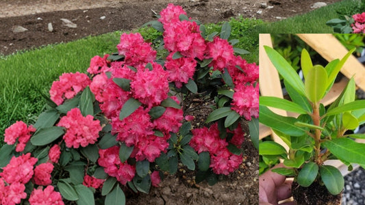 Holden Red Rhododendron Live Starter Plant – Rhododendron