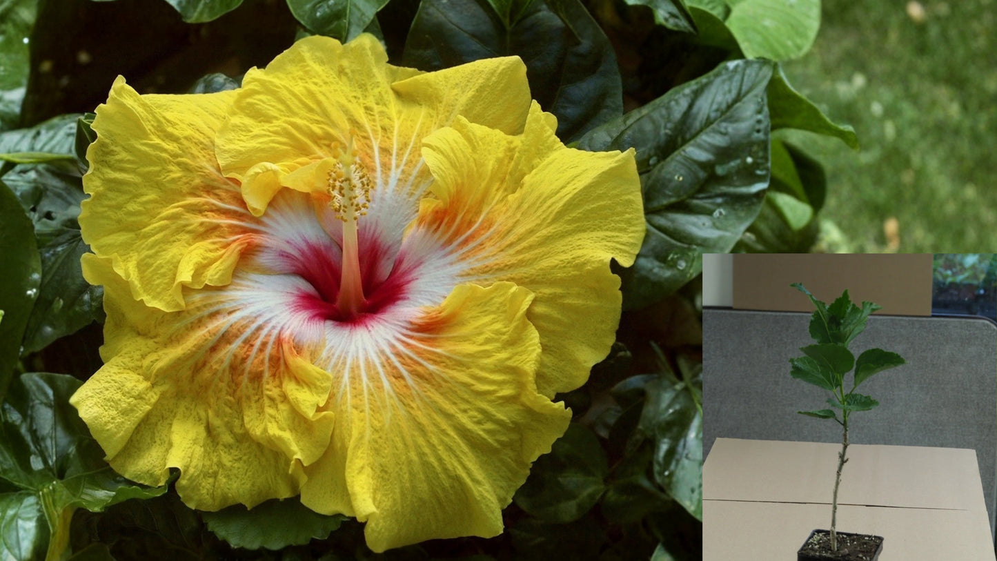 Tahitian Starmaker Tropical Hibiscus Live Plant – 4.5-Inch Pot