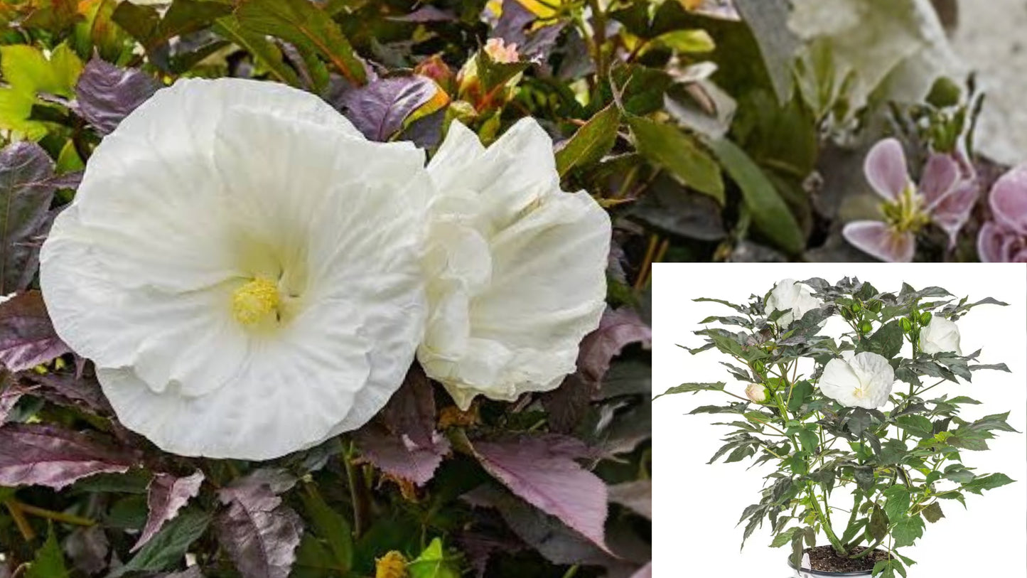 Cookies and Cream Hibiscus Live Plant 5.25 Inch Pot – Proven Winners