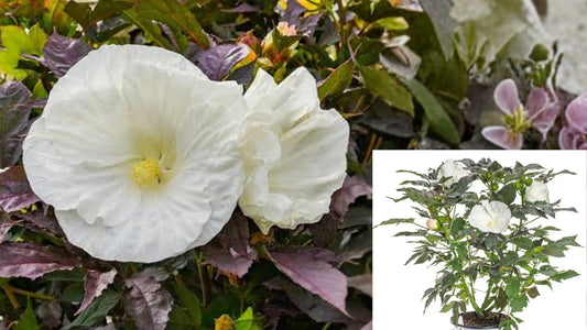 Cookies and Cream Hibiscus Live Plant 5.25 Inch Pot – Proven Winners