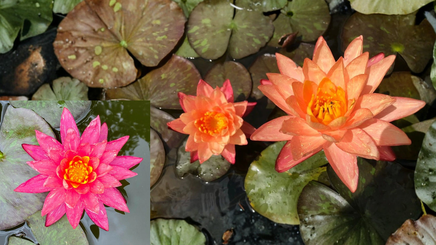 Nymphaea ‘Wanvisa’ Pink Water Lily – Winter-Hardy Sprouted Rhizome