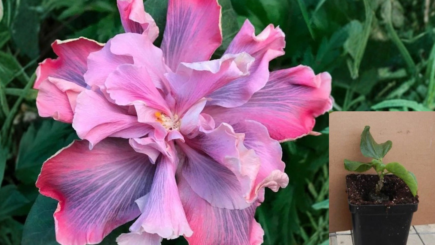 Marianne Charleton Tropical Hibiscus Rooted Live Plant – Hibiscus rosa-sinensis