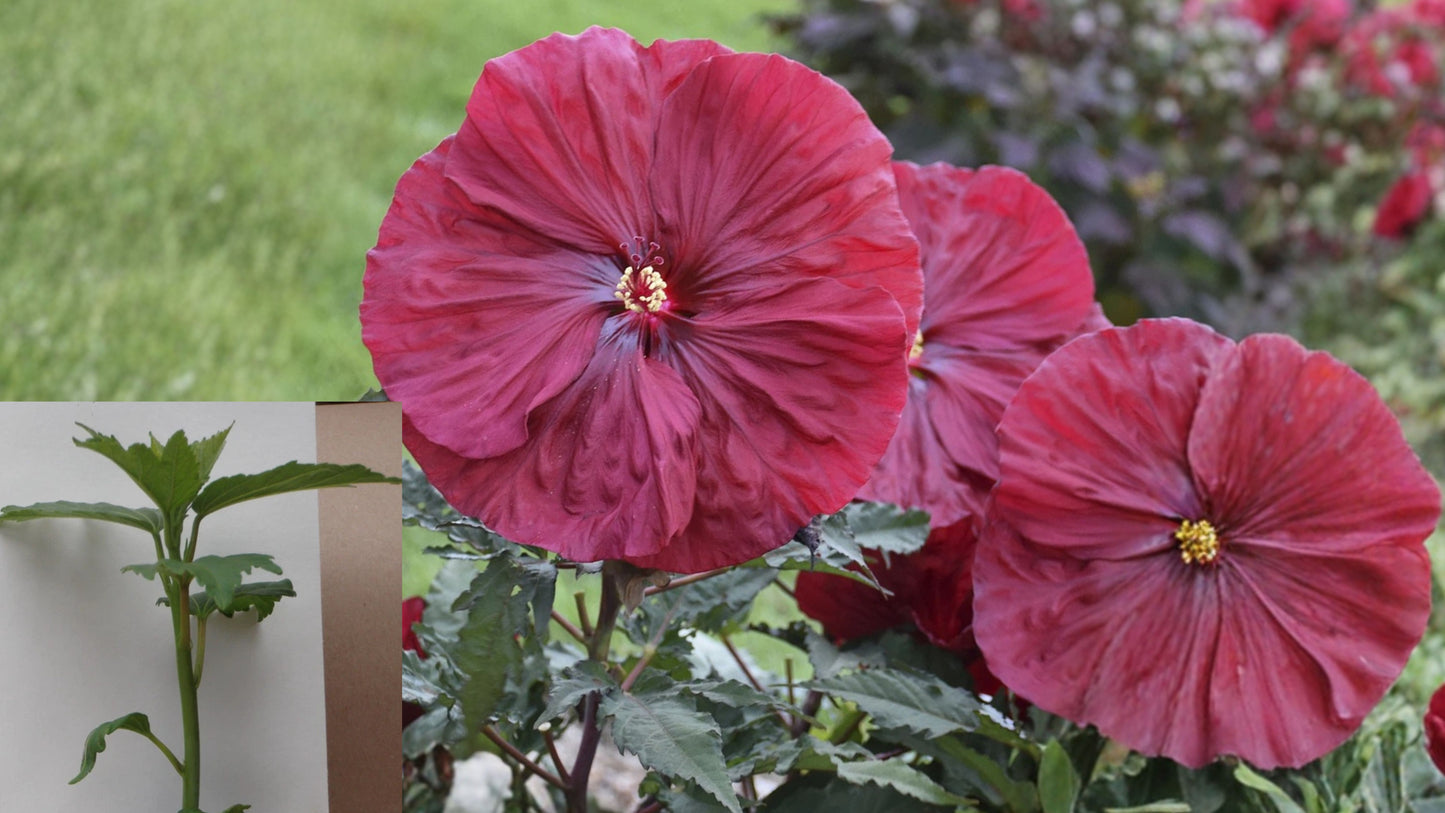 Blackberry Merlot Hardy Hibiscus Live Potted Plant – 2.5-Inch Pot