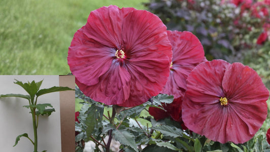 Blackberry Merlot Hardy Hibiscus Live Potted Plant – 2.5-Inch Pot