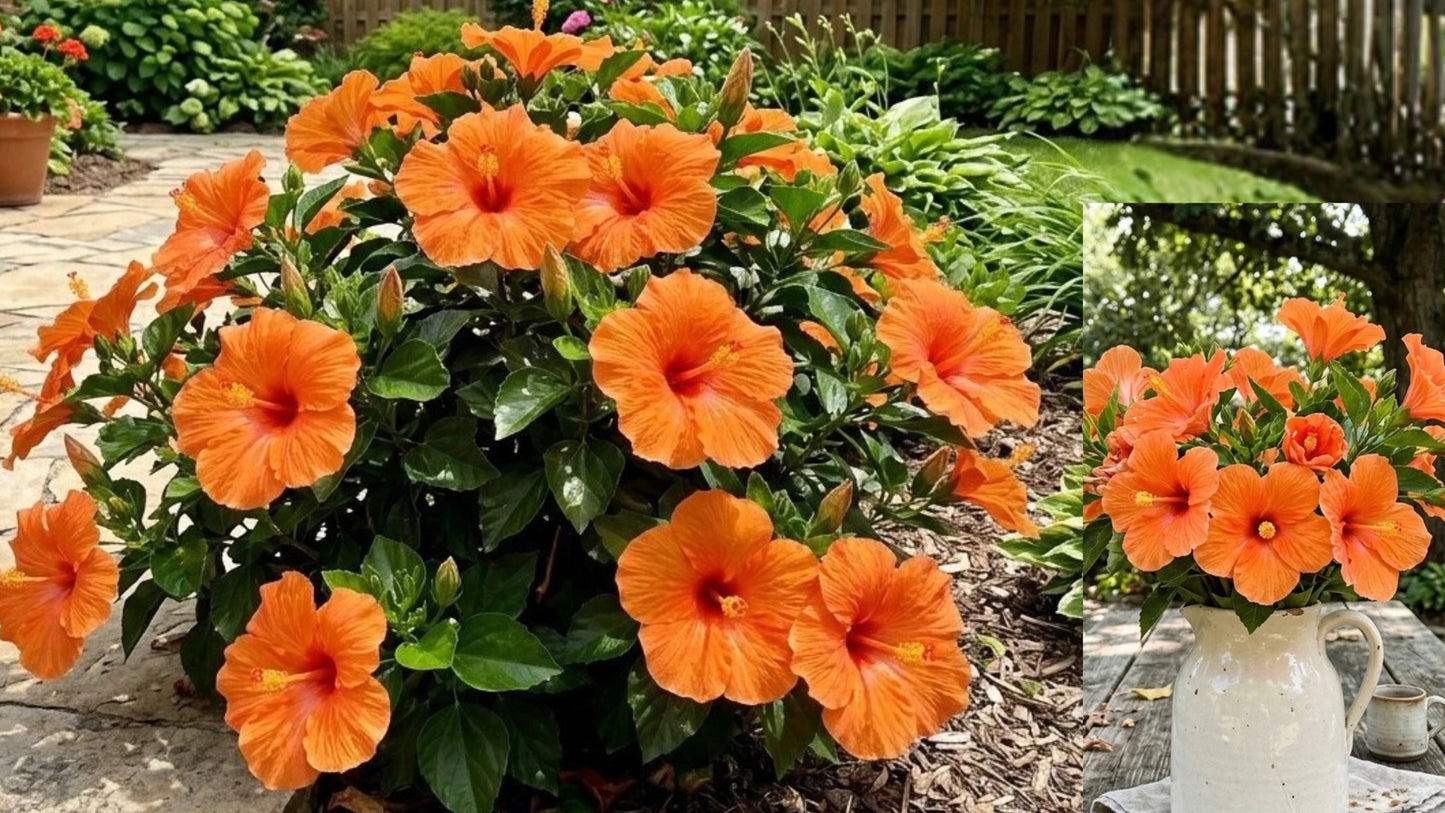 100 Orange Hibiscus Seeds – Flowering Garden & Patio Variety