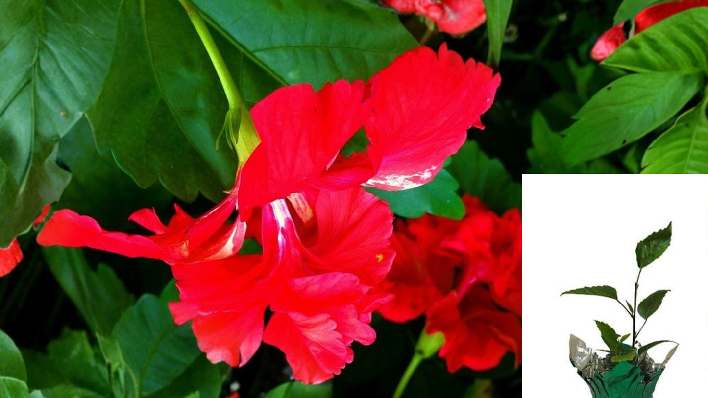 Red Lion's Tail Tropical Flowering Plant – Pom Pom Poodle Tail