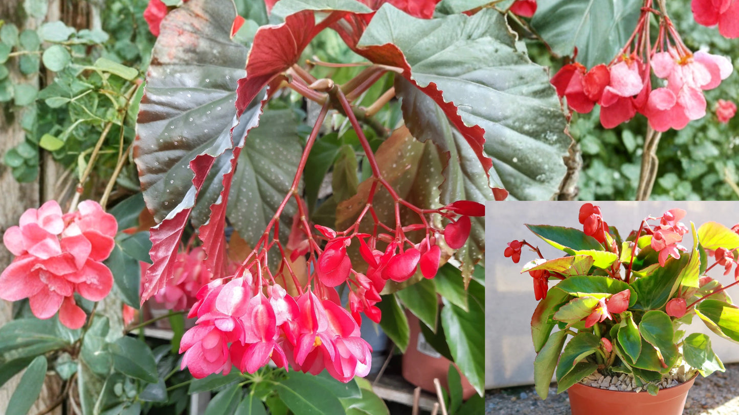 Red Begonia Live Plant in Pot – Begonia spp.