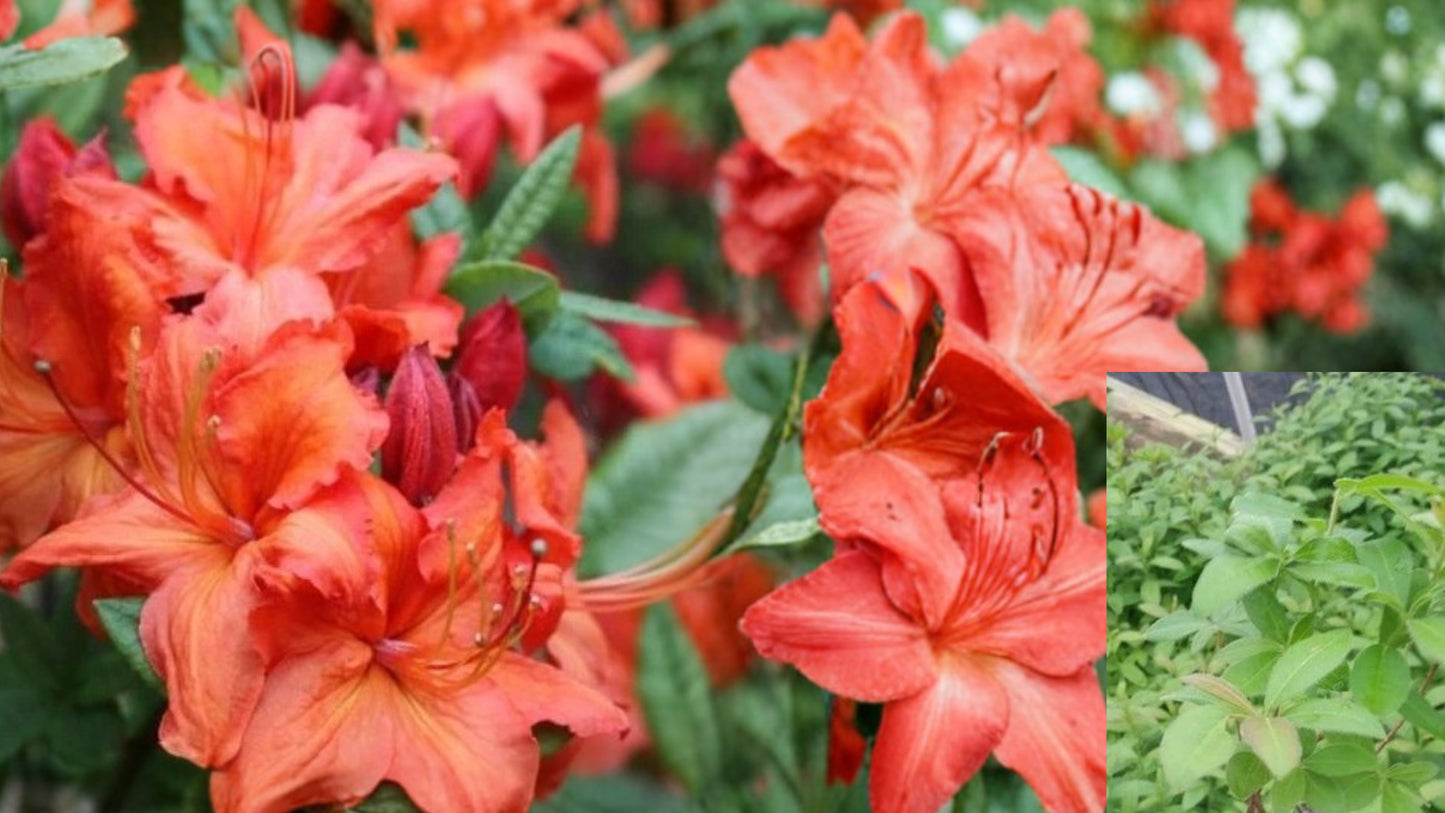 Fireball Deciduous Azalea Live Starter Plant – L7 – Azalea