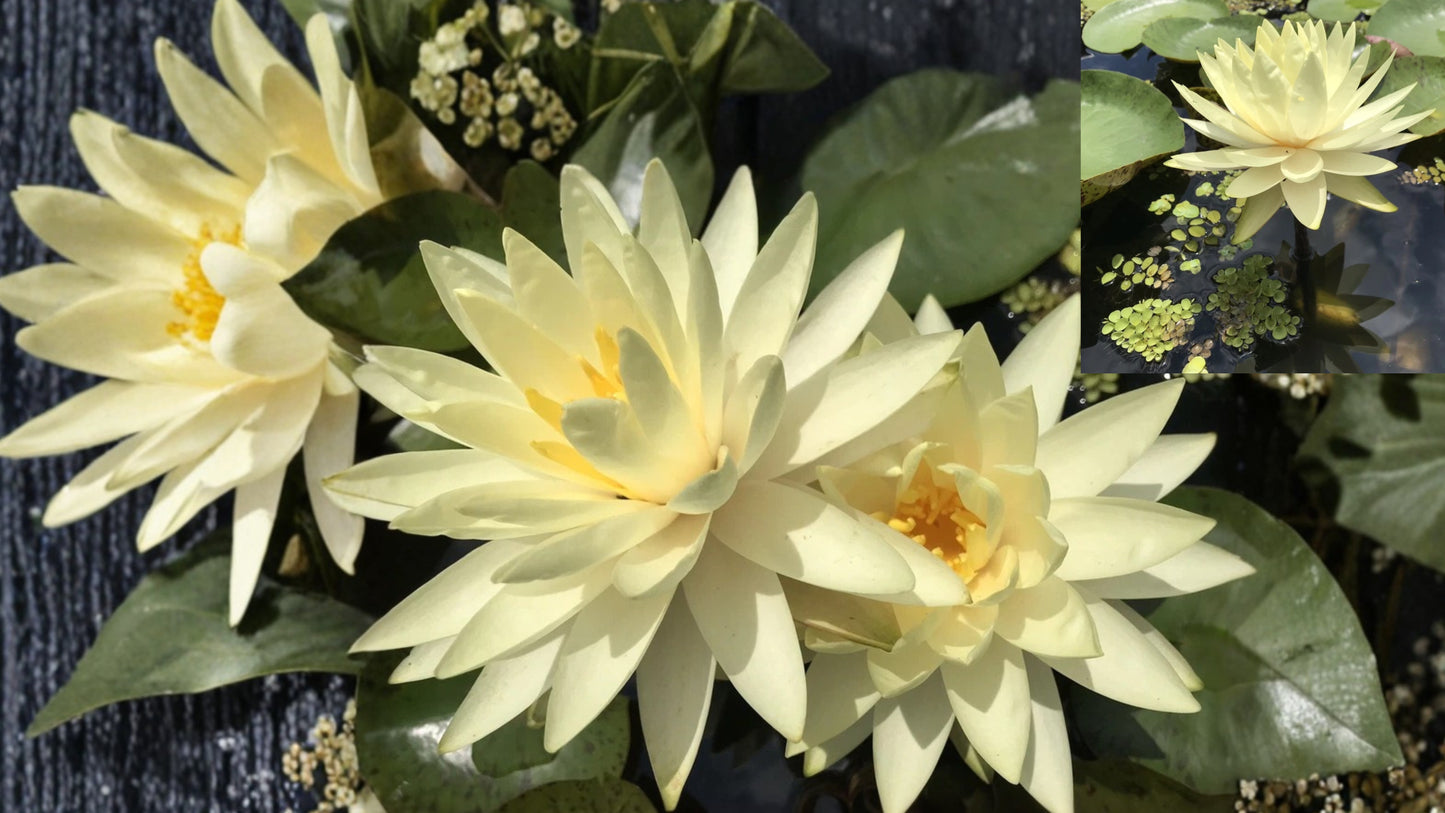 Texas Dawn Water Lily – Nymphaea Winter-Hardy Sprouted Tuber Rhizome