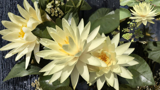 Texas Dawn Water Lily – Nymphaea Winter-Hardy Sprouted Tuber Rhizome