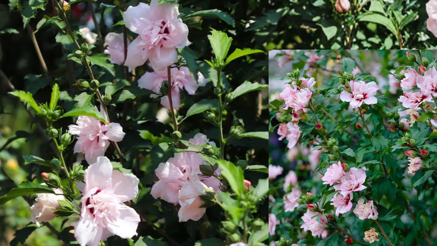 Pink Althea Rose of Sharon Live Plant – 1-Quart Pot – Hibiscus syriacus