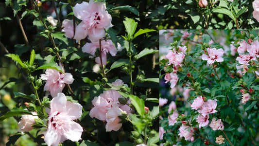Pink Althea Rose of Sharon Live Plant – 1-Quart Pot – Hibiscus syriacus