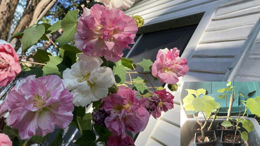 Confederate Rose PLANT Hibiscus mutabilis Dixie Rosemellow Rooted From Cutting