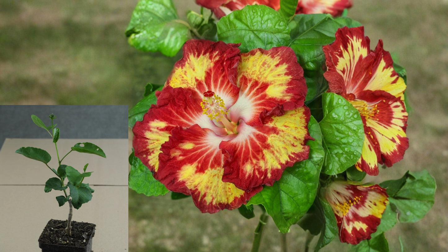 Caribbean Raging Bee Tropical Hibiscus – 4.5" Pot – Hibiscus rosa-sinensis