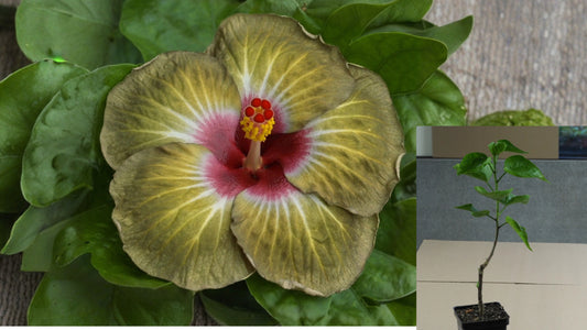 Crème de Cacao Tropical Hibiscus – 4.5" Pot – Hibiscus rosa-sinensis