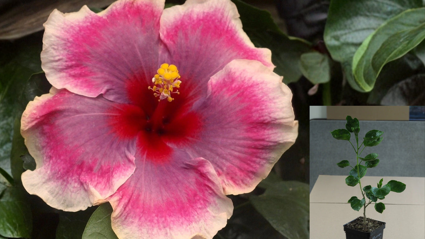 Moorea Imperial Blossom Tropical Hibiscus Live Plant – 4.5 Inch Pot